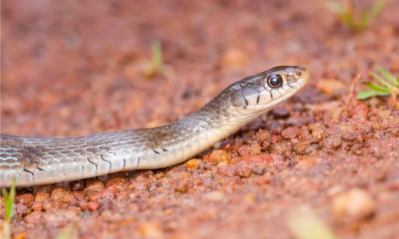 Keelback Snake