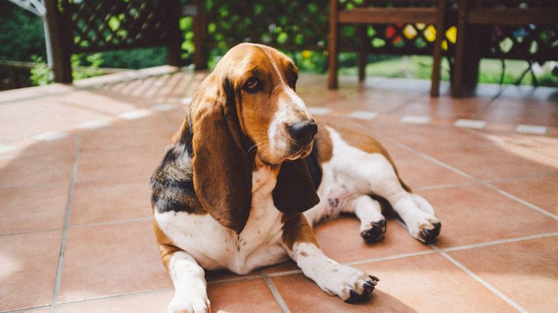 Basset Hound