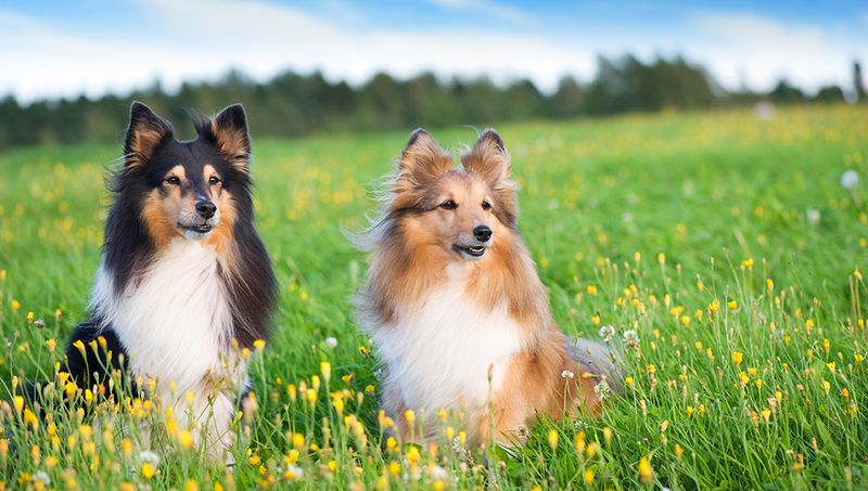 Shetland Sheepdog