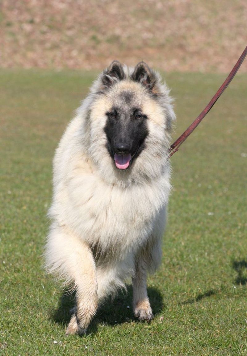 Belgian Tervuren