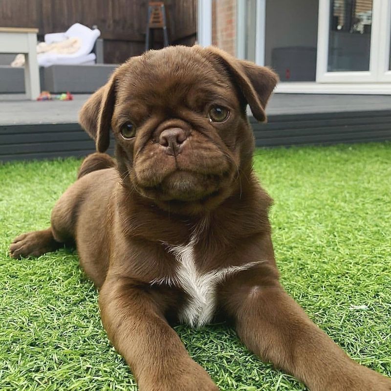 Pug