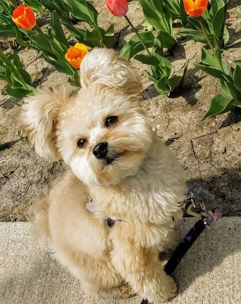 Pomapoo