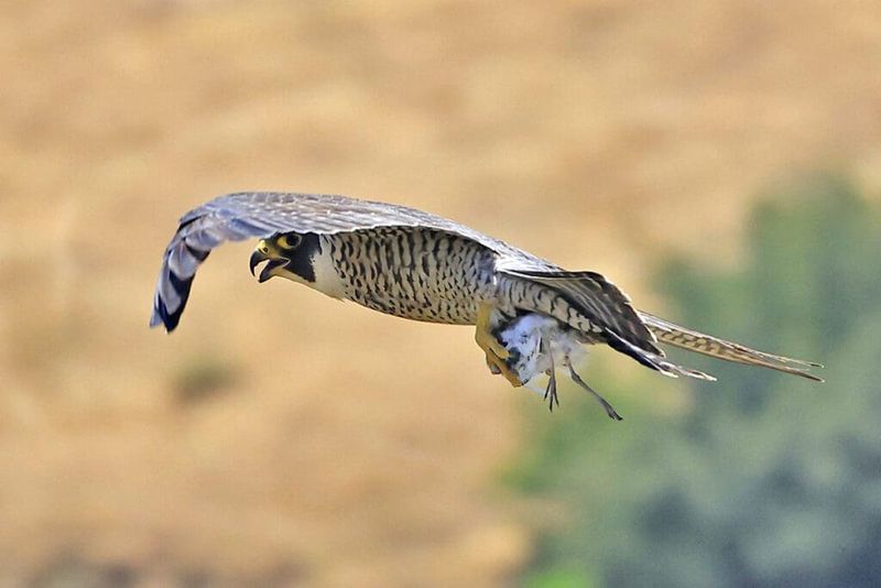 Peregrine Falcon