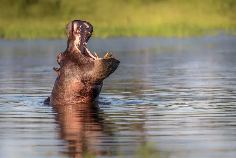 Okavango Delta, Botswana