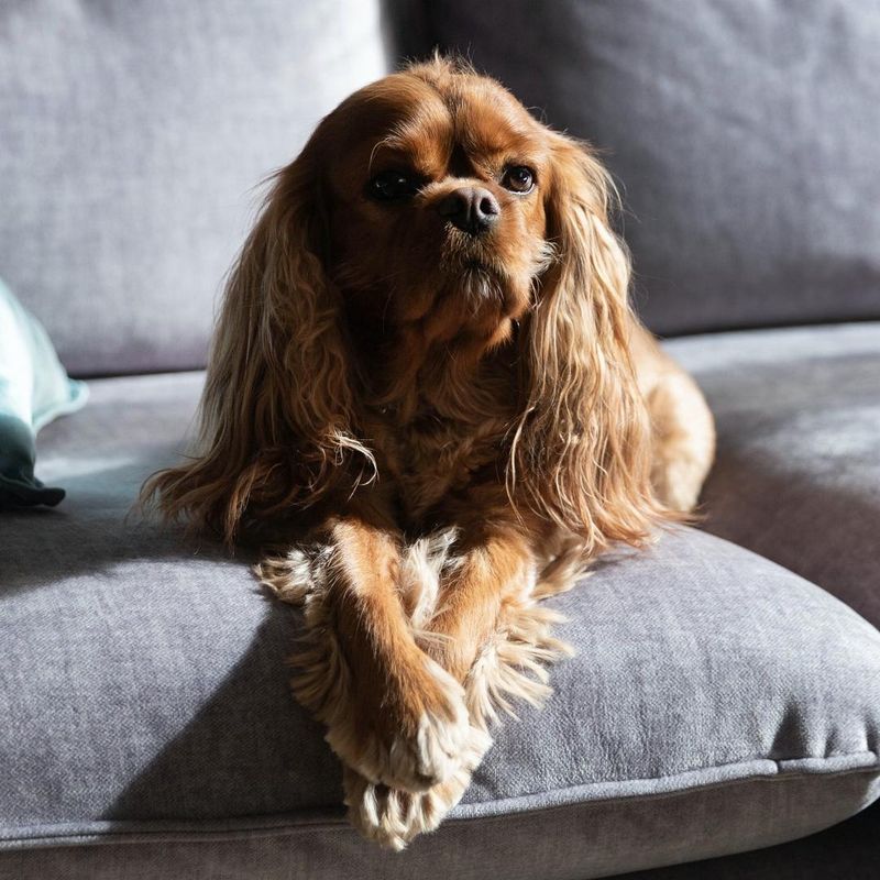 Cavalier King Charles Spaniel