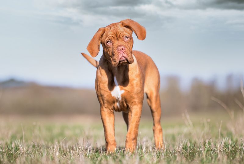 Dogue de Bordeaux