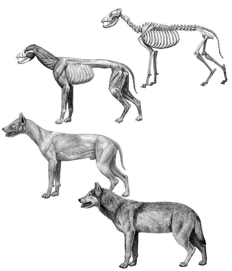 They Shared a Common Ancestor—Just a Long Time Ago