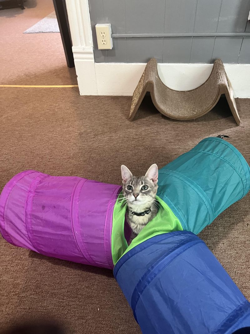Crinkle Tunnel