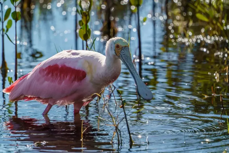 Roseate Spoonbill