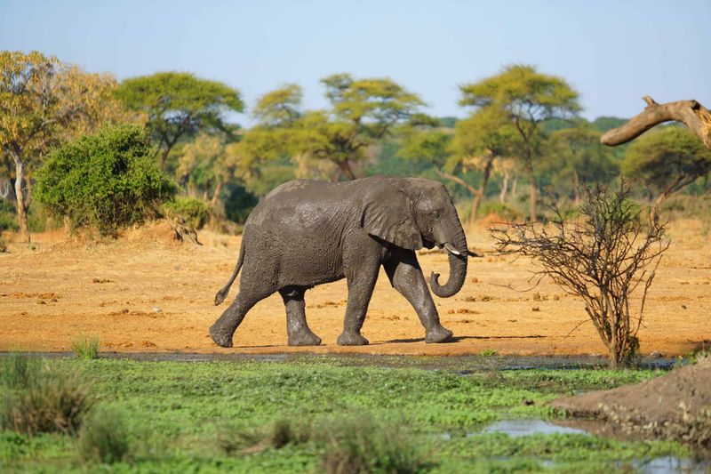Elephant