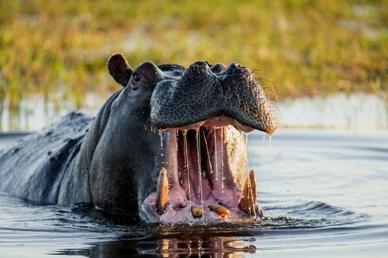 Hippopotamus