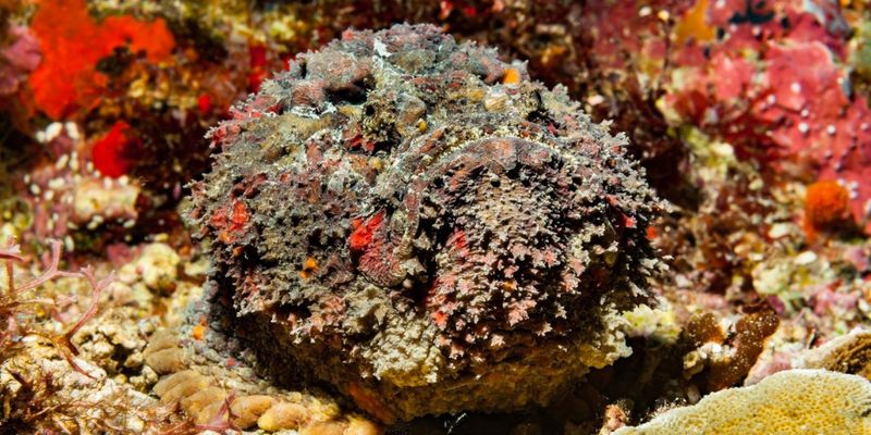 Stonefish