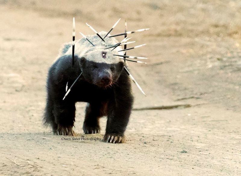 Honey Badger