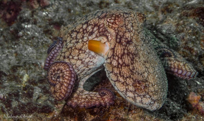Octopus