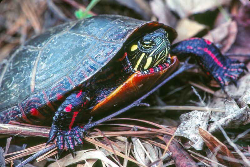 Painted Turtle