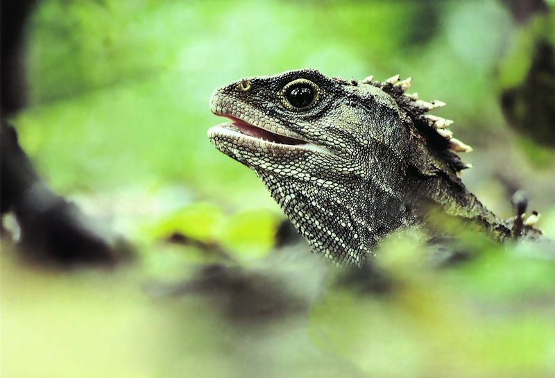 Tuataras