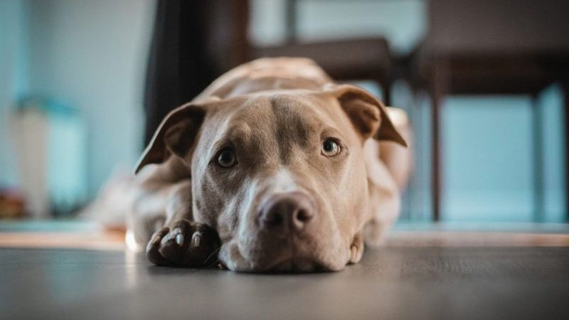 Pit Bull Terrier