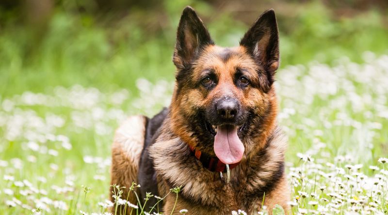 German Shepherd