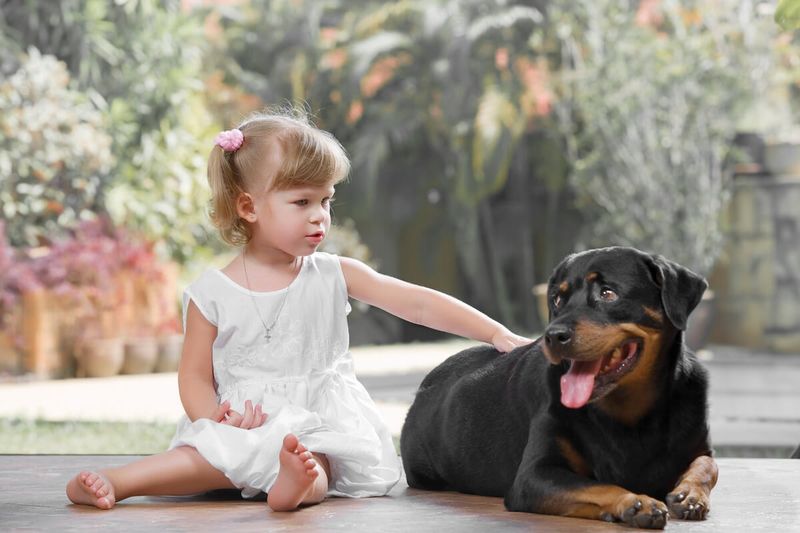 Rottweiler