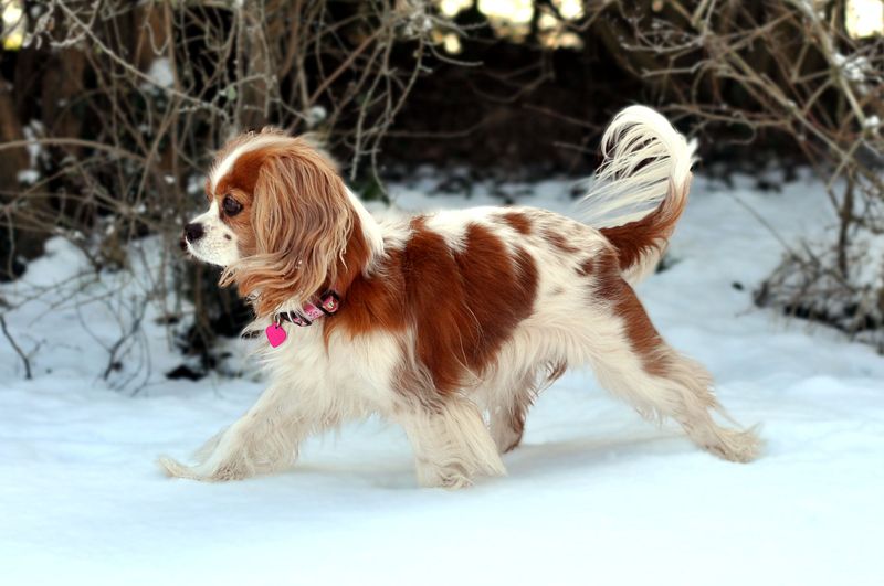 Cavalier King Charles Spaniel