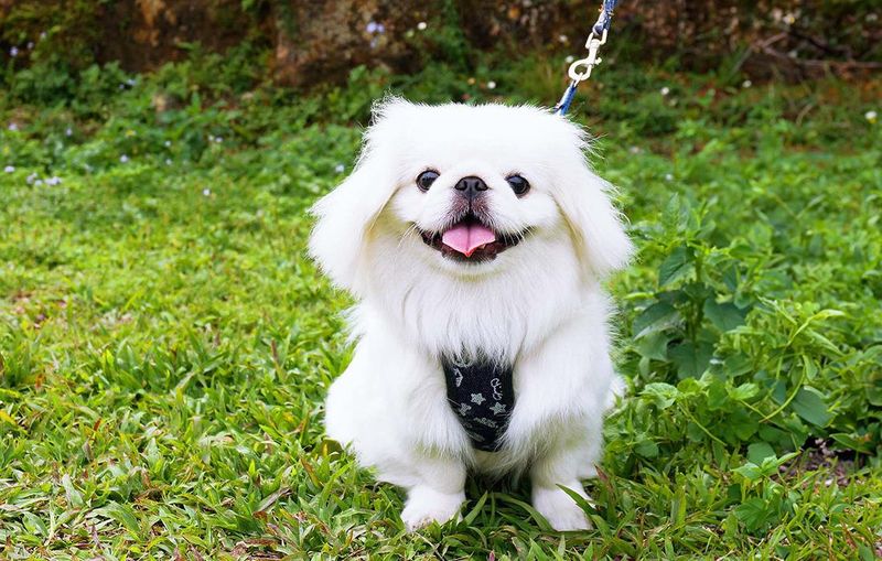 Pekingese