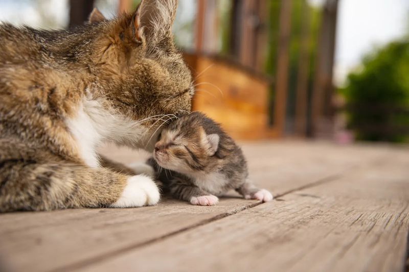 Toulouse's Brave Act