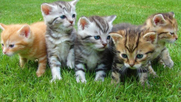 Brave Cat Saves Siblings One-by-One After Mom Disappeared—A Story That’s Touching Hearts