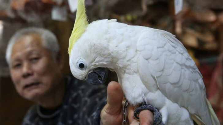 Brilliant Birds: 10 Pet Parrots Known for Their Intelligence