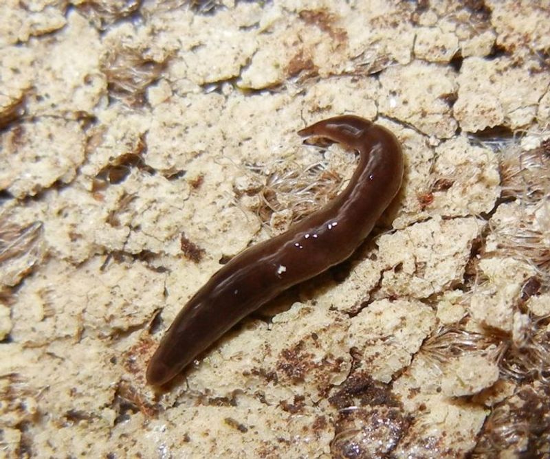 Flatworms