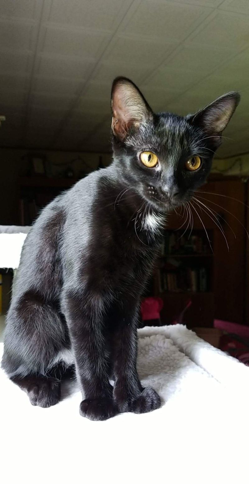 Oriental Shorthair (Black or Ebony Variant)