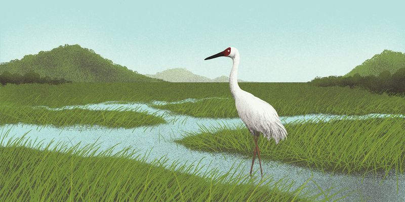 Siberian Crane