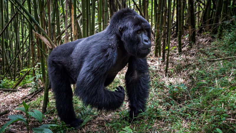 Gorilla