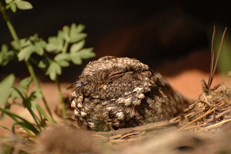 Common Poorwill