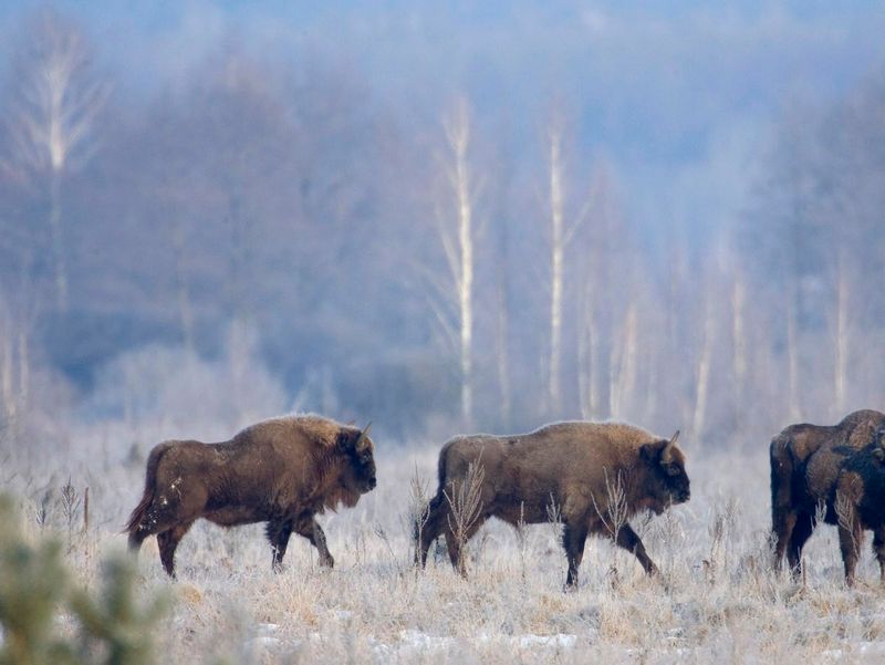 European Bison