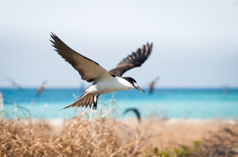 Sooty Tern