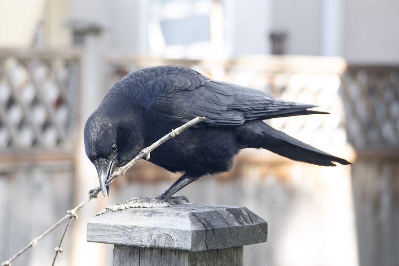 Crows
