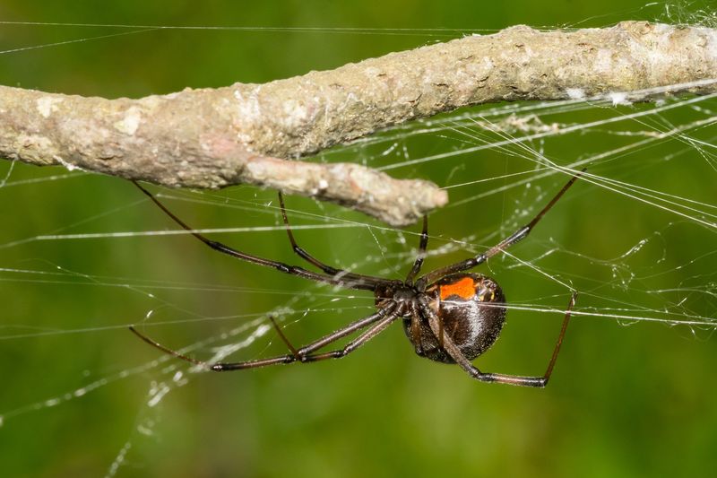 Black Widow Spider