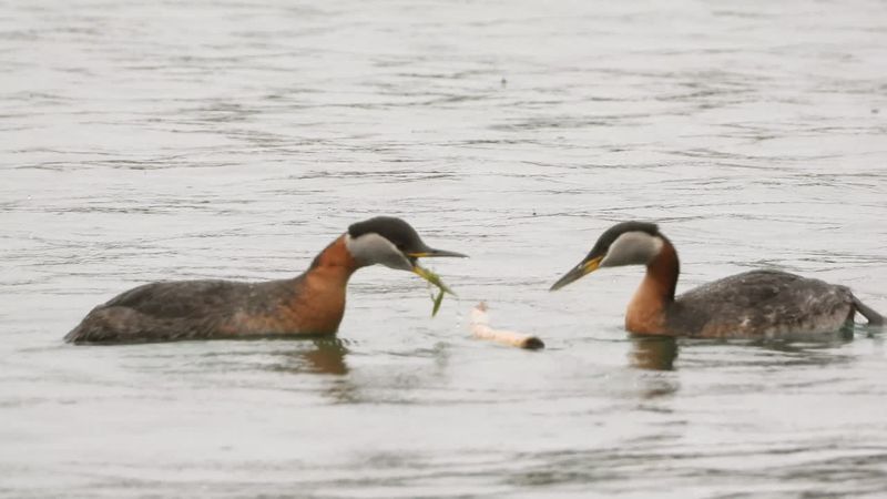 Red-necked Grebe