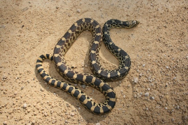 Bullsnake