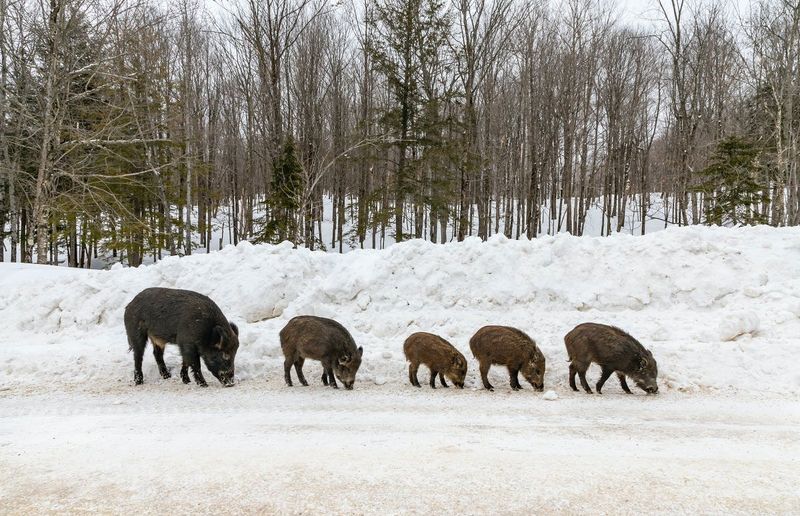 Wild Boar