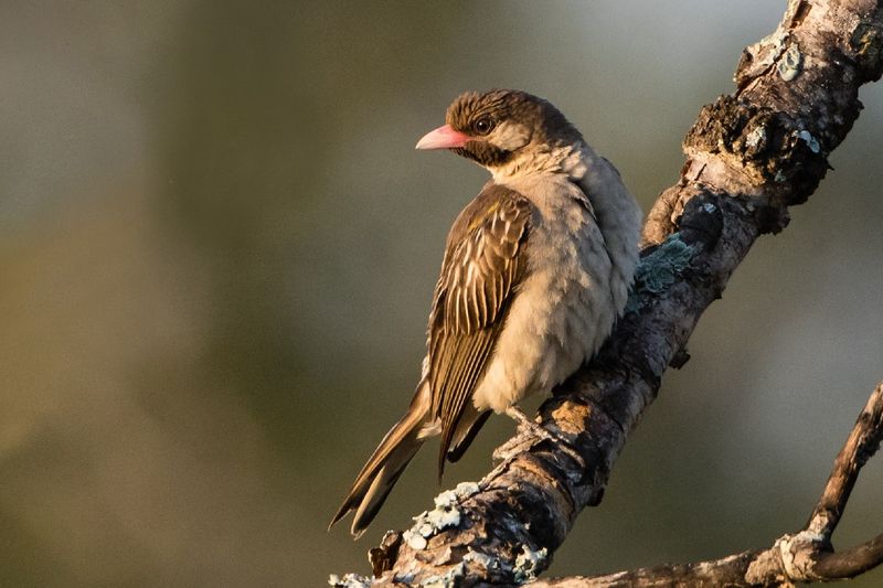 African Honeyguide