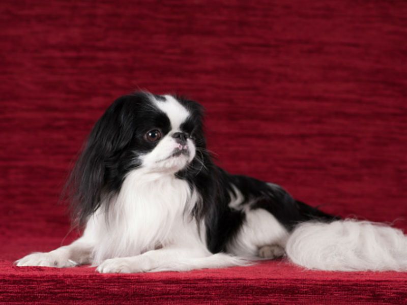 Japanese Chin