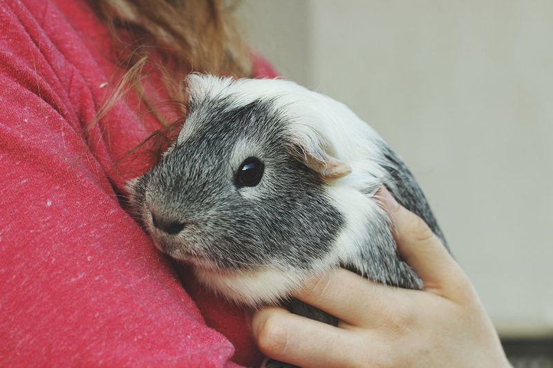 Guinea Pig