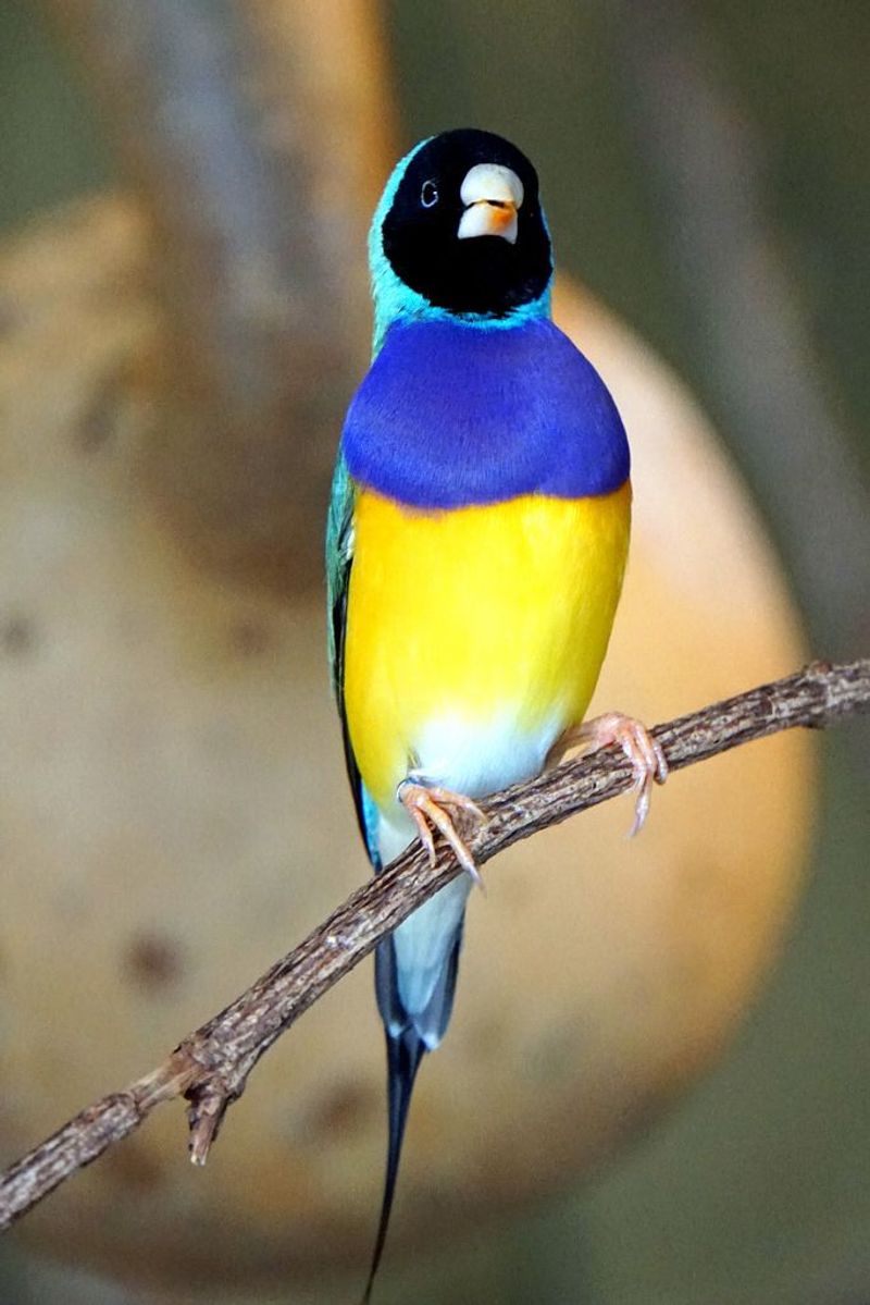 Gouldian Finch