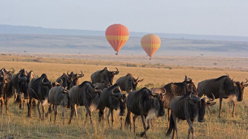 Wildebeest