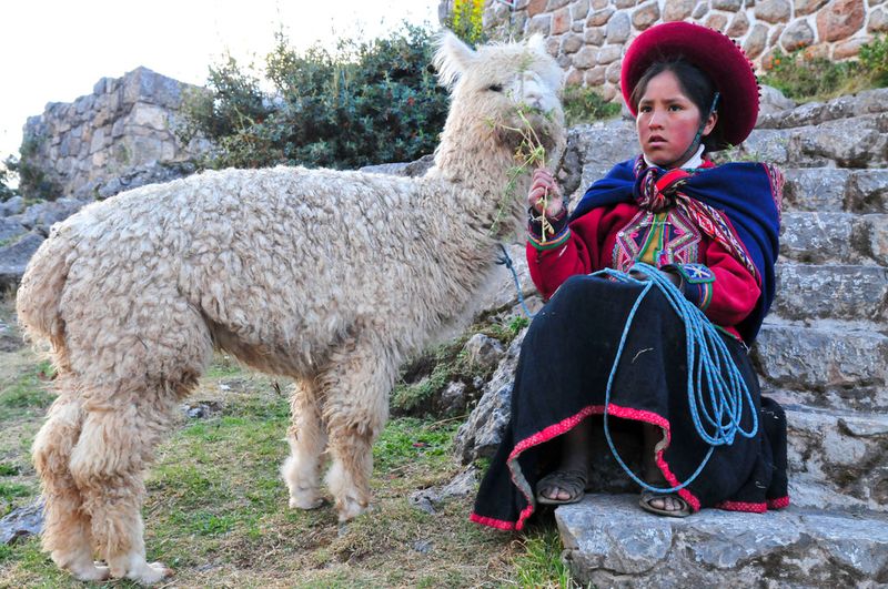 Alpaca