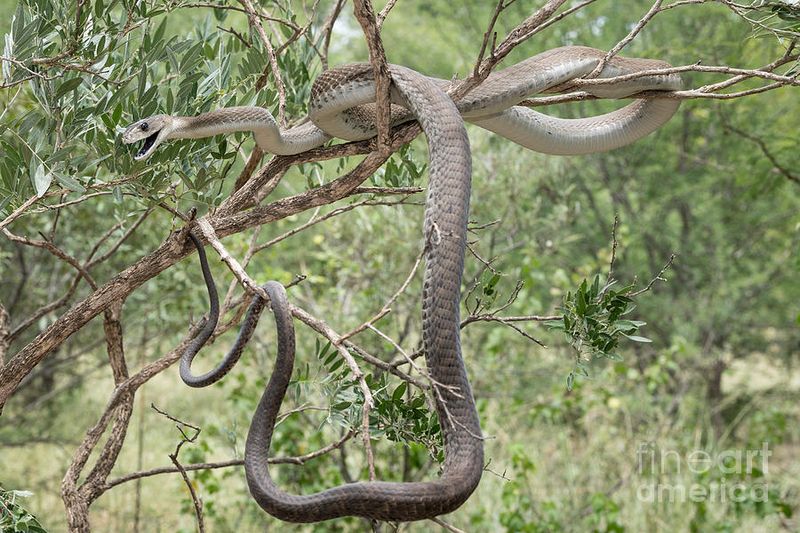 Black Mamba