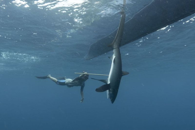 Thresher Shark