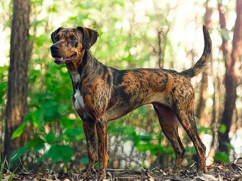 Plott Hound