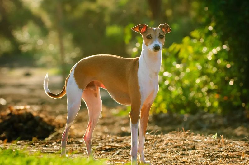 Greyhound